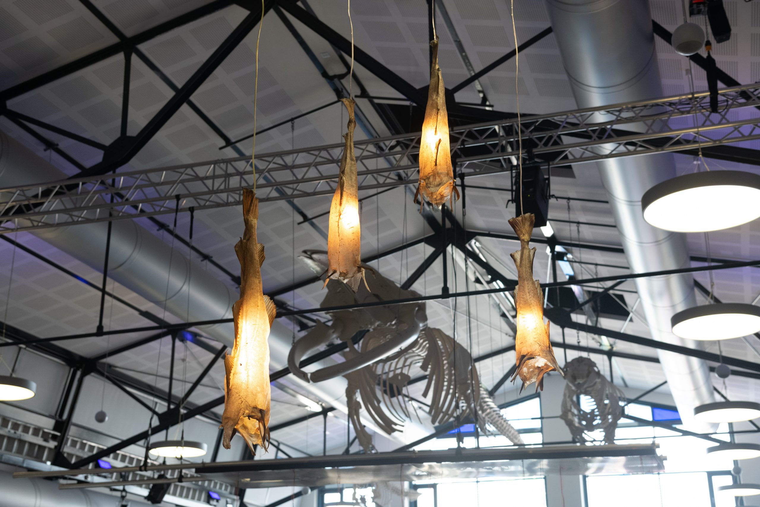 Vier Lampen hängen von der Decke. Die Lampenschirme bestehen aus Kabeljau-Fischhaut. Uggi Lights heißen diese Lampen von der isländischen Künstlerin Dögg Guðmundsdóttir.